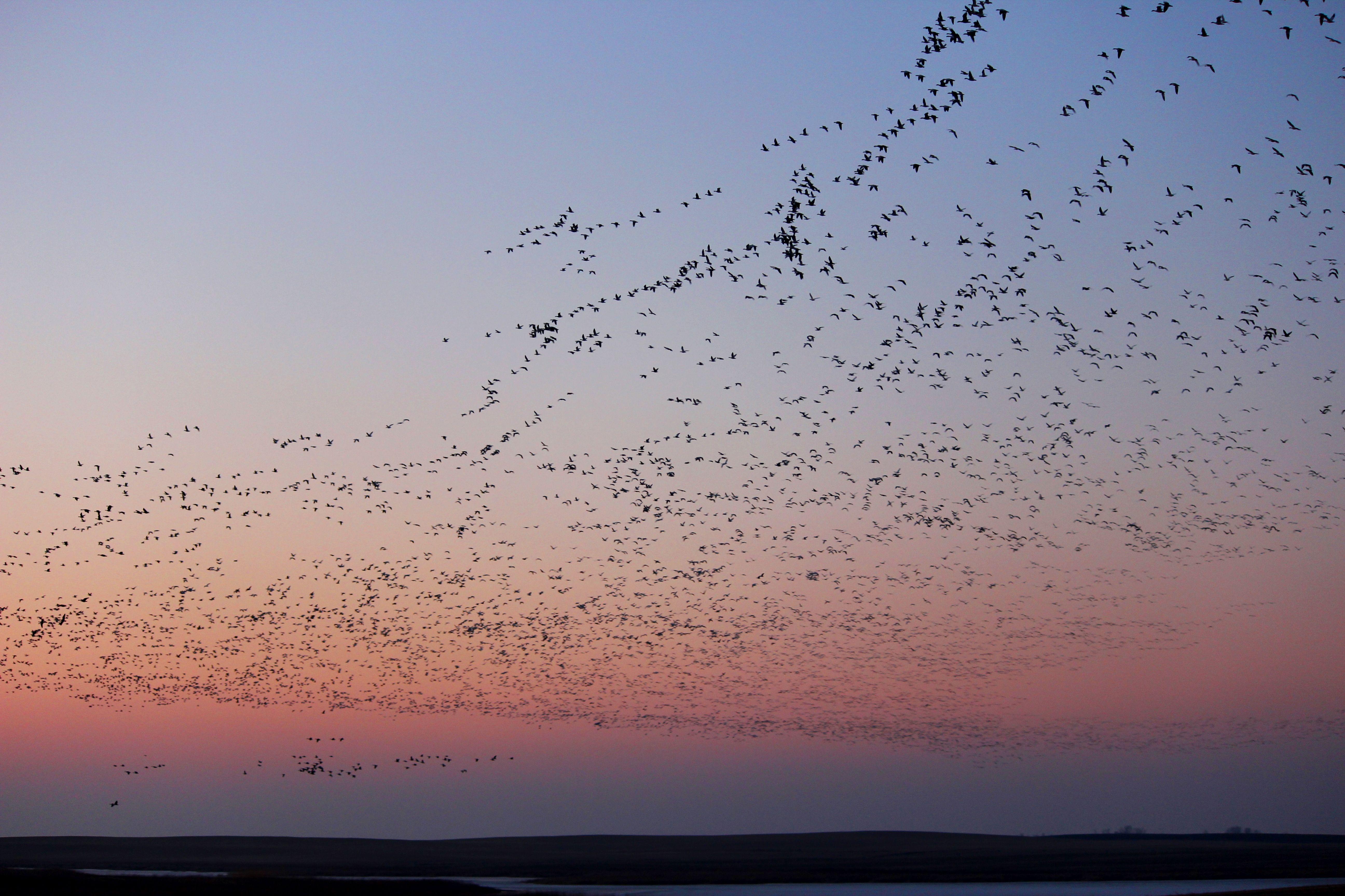 A sky full of snow geese (Chen caerulescens)